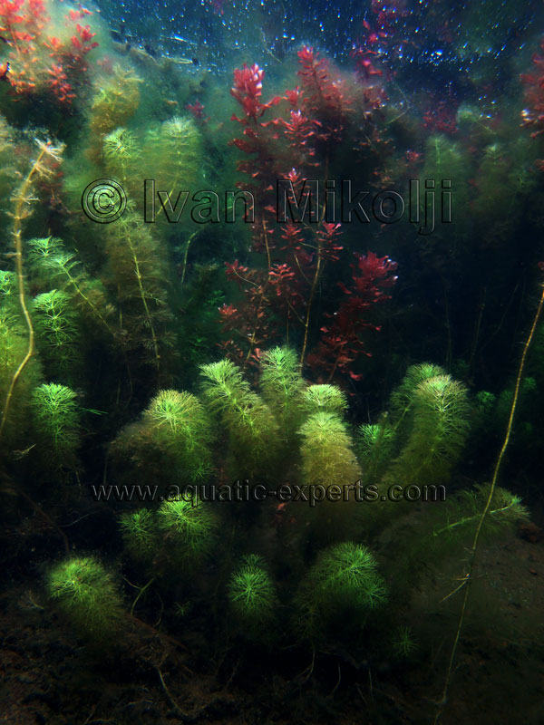 aquarium original habitat backgrounds